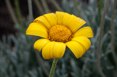 Euryops othonnoides