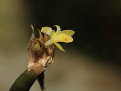 Scaphyglottis minutiflora
