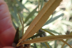 Searsia angustifolia