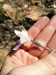 Gladiolus debilis