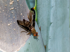 Diacrita costalis