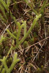 Lycopodium