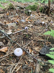 Laccaria amethystina