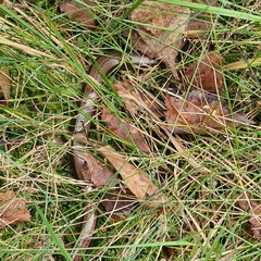 Anguis colchica