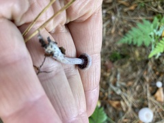 Laccaria amethystina