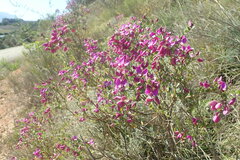 Polygala fruticosa