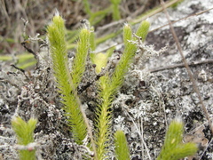 Lycopodium