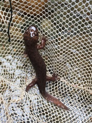 Dicamptodon tenebrosus