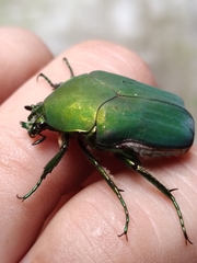 Cotinis mutabilis typica