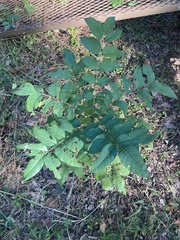 Zanthoxylum clava-herculis