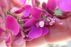 Polygala fruticosa