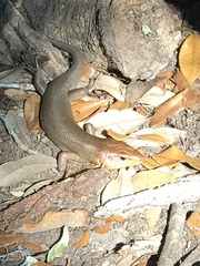 Plestiodon laticeps image