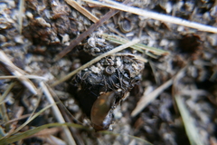 Bathyomphalus contortus