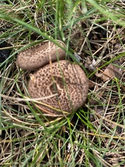 Echinoderma