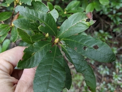 Rhododendron arborescens
