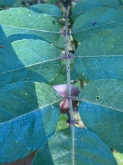 Zanthoxylum clava-herculis