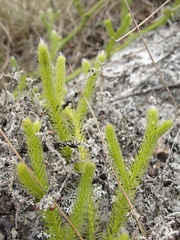 Lycopodium