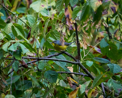 Cardellina canadensis