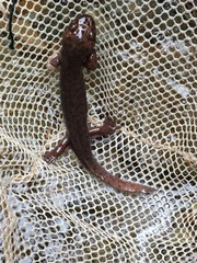 Dicamptodon tenebrosus