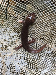 Dicamptodon tenebrosus