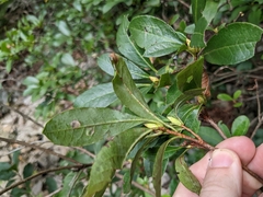 Rhododendron arborescens