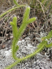 Lycopodium