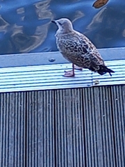 Larus