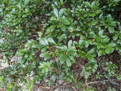Rhododendron arborescens