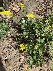 Solidago radula