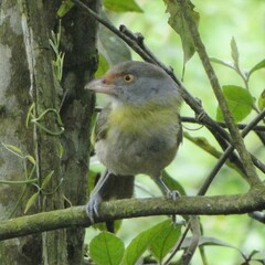 Cyclarhis gujanensis