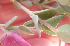 Polygala fruticosa