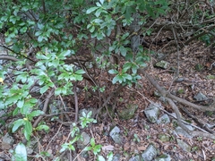 Rhododendron arborescens