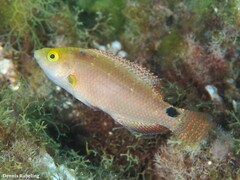 Symphodus mediterraneus