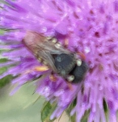 Pseudoanthidium nanum