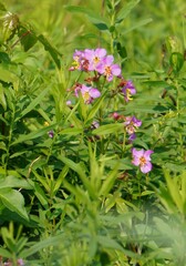 Rhexia virginica