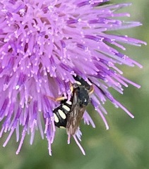 Pseudoanthidium nanum