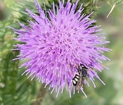 Pseudoanthidium nanum