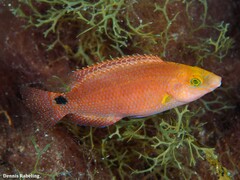 Symphodus mediterraneus