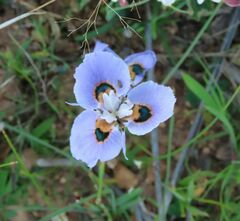 Moraea villosa