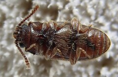 Cryptophagus lycoperdi