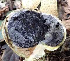 Cryptophagus lycoperdi