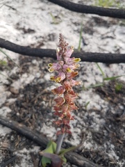 Lachenalia variegata