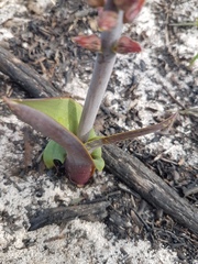 Lachenalia variegata
