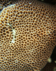 Gardineroseris planulata