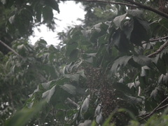 Toxicodendron vernicifluum