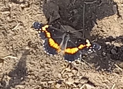 Chlosyne lacinia adjutrix