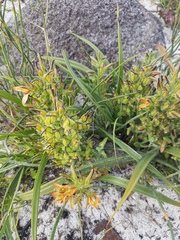 Wachendorfia multiflora