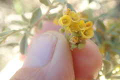 Hermannia holosericea