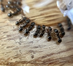 Tetramorium immigrans