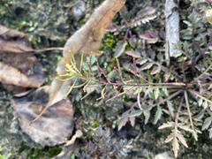 Rorippa sylvestris